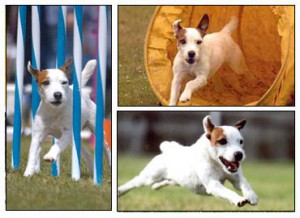 agility_collage